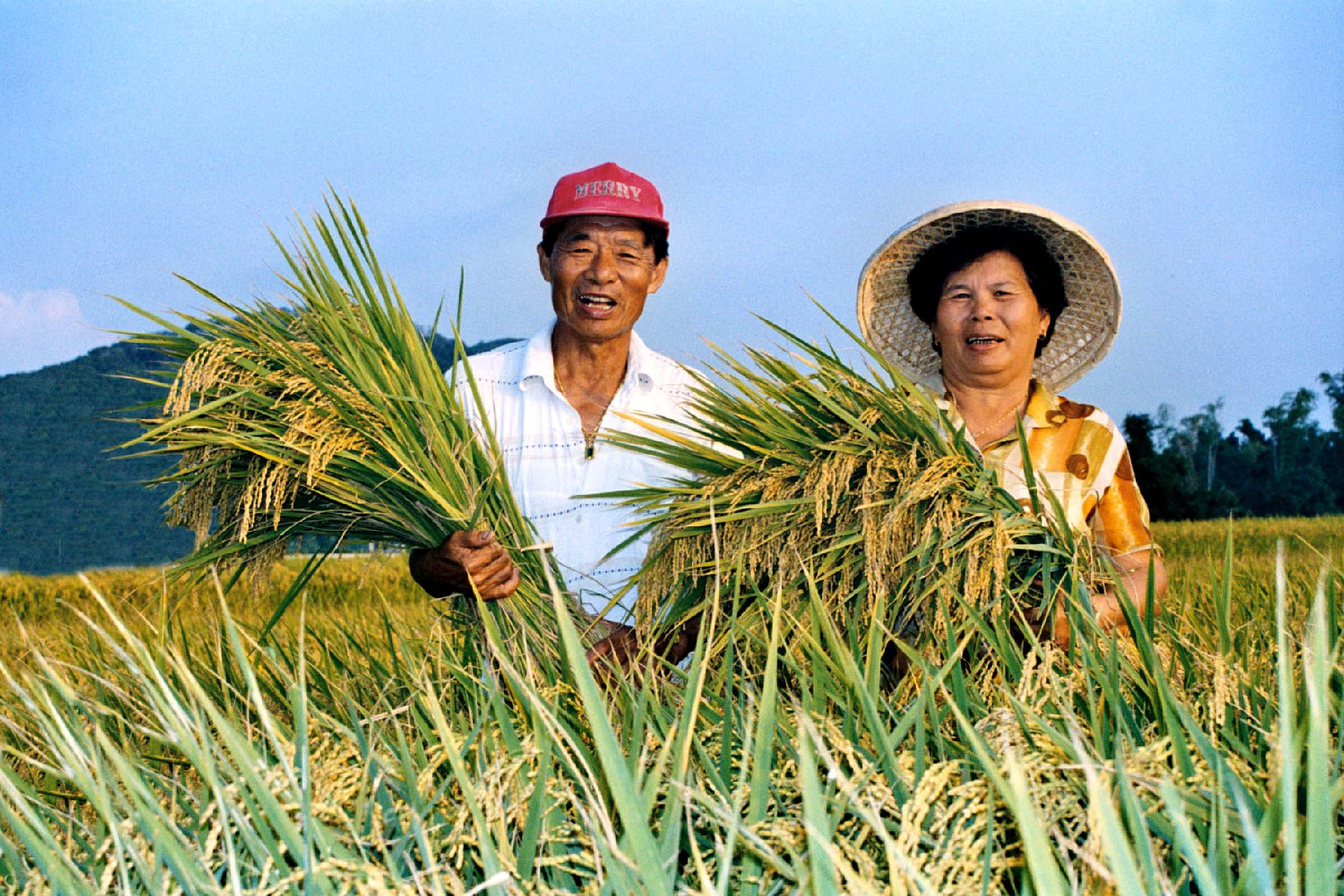 最新鮮的台灣有機米—新米稻 產地直送5天Q彈甘甜上桌